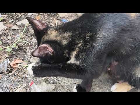 Watch This Stray Cat Struggle With a Life-Changing Food Choice!