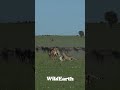 Team Work Makes The Dream Work Nature Cheetah Wildebeest