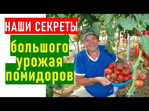 , title : 'В чем секрет большого урожая помидоров в нашей теплице?'