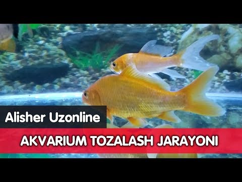 giardiasis felnőtteknél