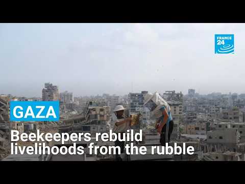 Gaza's beekeepers are rebuilding their livelihoods amid the ruins of war
