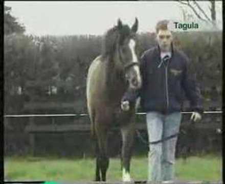 Tagula - Introduction & Confirmation