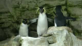 ZOO Vienna - Austria [ Tiergarten Schönbrunn ]