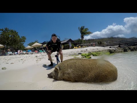 Beach Pigs - Playa Porto Marie Beach - Curaçao N.A. - March 2020