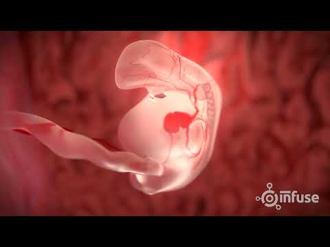 image-What are the stages of development of a fetus?