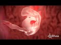 Fetal Development 3D Animation - Infuse Medical