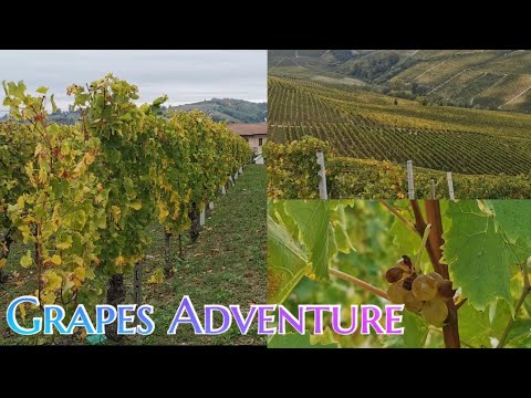 GRAPES ADVENTURE| CASTIGLIONE TINELLA  ITALY| tata cadavid