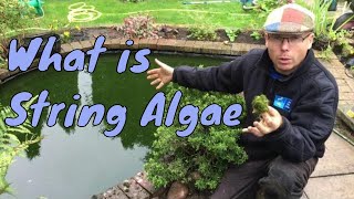 What is String Algae or What is Blanket Weed | Any Pond Limited | UK