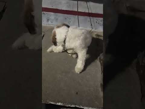 🐶🐶❤️❤️❤️