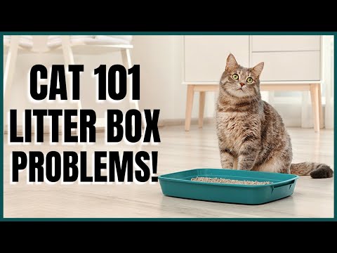 Cat 101: Litter Box Problems - YouTube