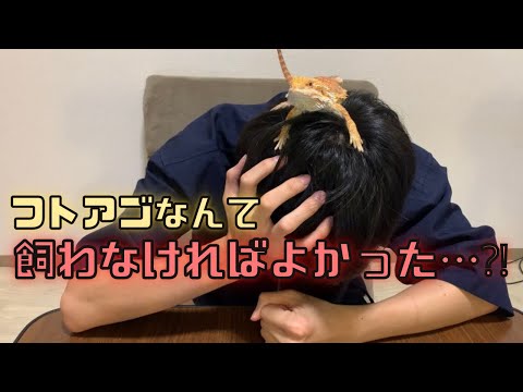 トカゲの種類 - 例と特徴