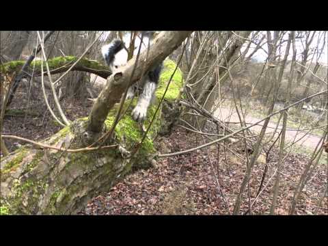 Unterwegs mit meinem Rudel