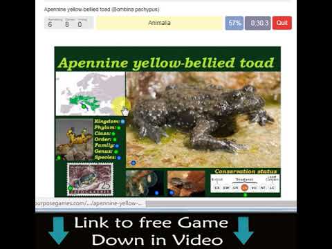 Apennine yellow-bellied toad (Bombina pachypus)