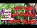 වම්බටු Reta Kamu Api Wambatu Jolly Seeya Voice Cover