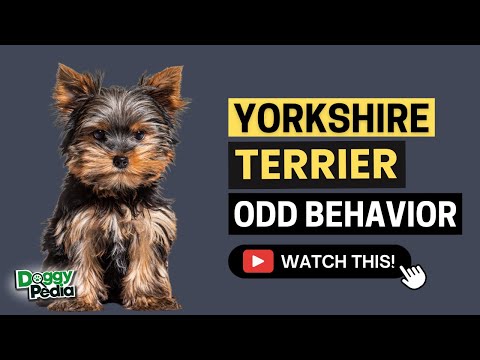 15 Odd Behaviors Yorkshire Terrier Do and What They Mean