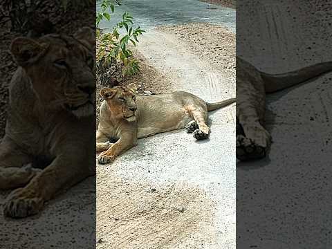 Wild animals. #tour with shreyas and shreyansh Akshaj #kid #animals