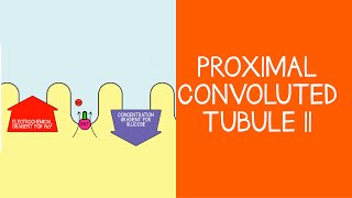 2.3 Renal: Proximal Convoluted Tubule, Part 2