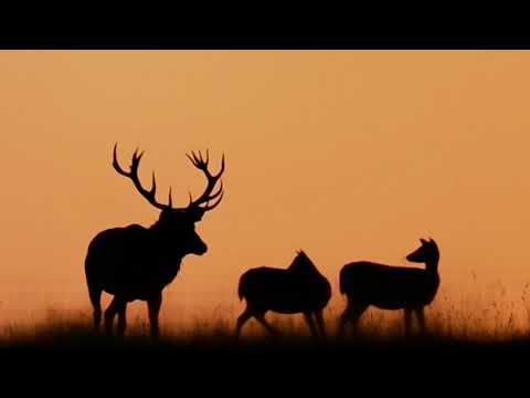 4 METŲ LAIKAI   Lietuvos laukinės gamtos dokumentinis filmas