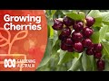 Growing Cherry Trees Bursting With Fruit Growing Fruit And Veg Gardening Australia