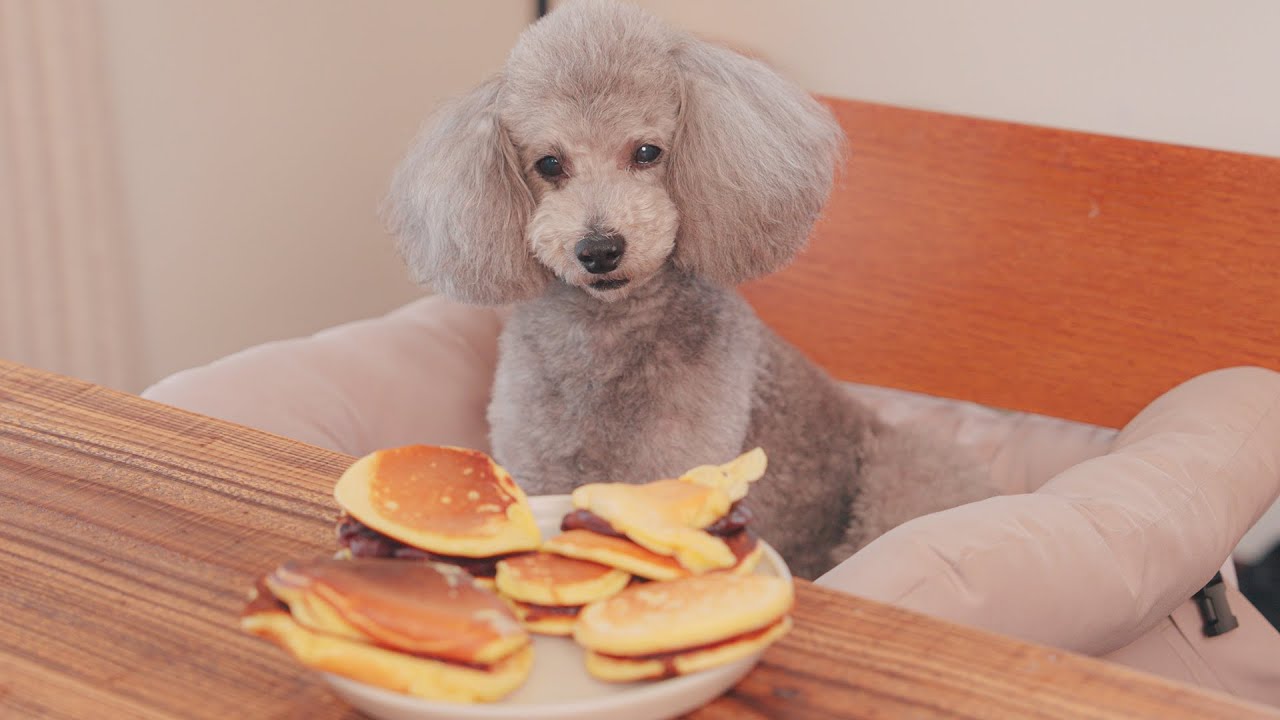 愛犬にどら焼き作ったんだけど失敗したよ