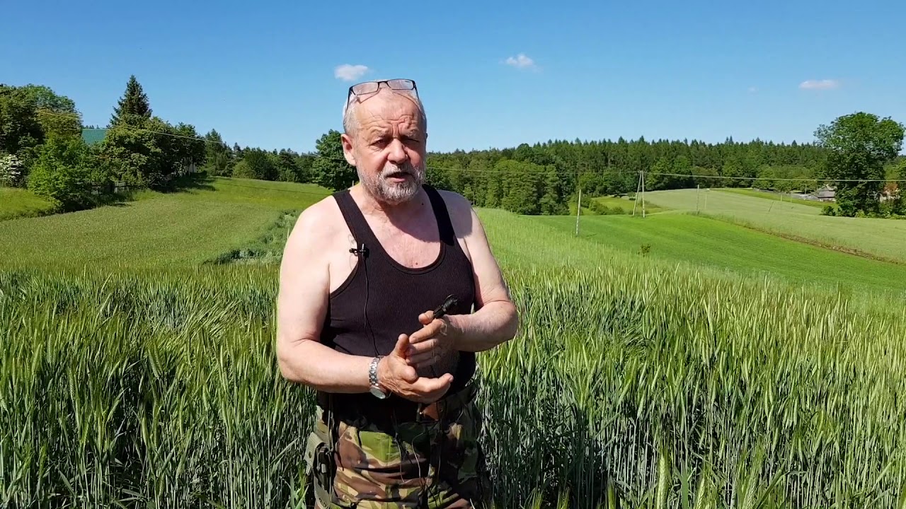 Otręby – zapomniany superprodukt? Właściwości, błędy i prawda o zdrowiu