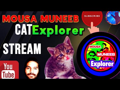 Evening With Cat #cats #cat