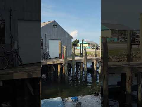 SHRiMP🦐BOAT