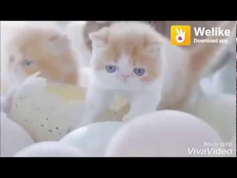 Mere raske kamar short status whatapp status