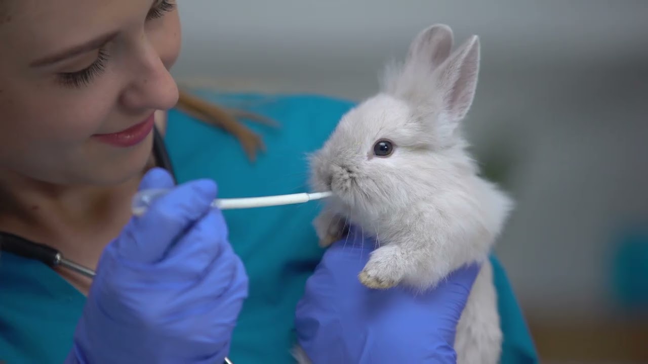 Consideraciones éticas en la experimentación con animales