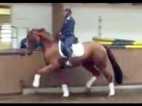 sold - Mare by Sir Donnerhall x Londonderry, 2012