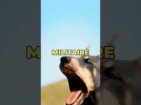 Que se passe-t-il lorsqu'un chien militaire se casse une dent ? 😱