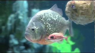 The Chemical Brothers The Salmon Dance