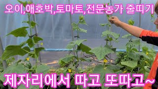 비닐하우스 오이,토마토,가지,애호박  고추줄(유인줄)과 집게만 있으면 아주쉽게~  텃밭 주말농장 전원일기 귀…