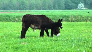 preview picture of video 'Poitou Fohlen in der Steveraue in Olfen'