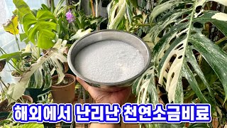 식물을 크고 건강하게 만들어주는 마법의 소금