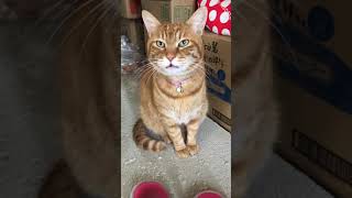 お見送りしてくれる猫　磯野家のタマ(トラ) #Shorts イソノ
