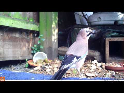download lagu mp3 mp4 Jay Bird Uk, download lagu Jay Bird Uk gratis, unduh video klip Jay Bird Uk