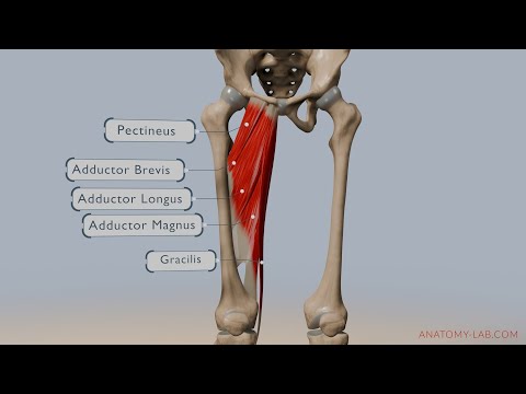 Understanding Hip Adduction: Anatomy, Muscles, and Movement Explained
