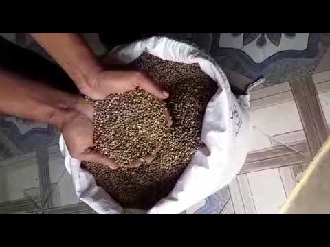 Organic Hemp Seed