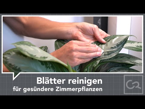 , title : 'Blätter reinigen für gesündere Zimmerpflanzen'