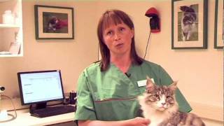 Feil fôr kan gjøre katten din syk