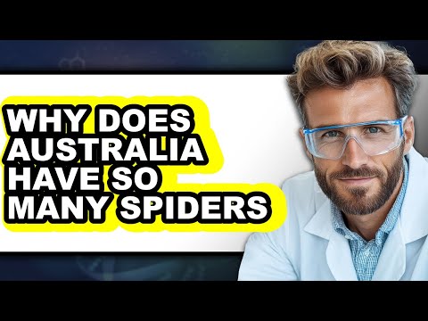Why Does Australia Have So Many Spiders - Explained