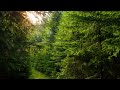 Alex G Mary Instrumental 1 Hour