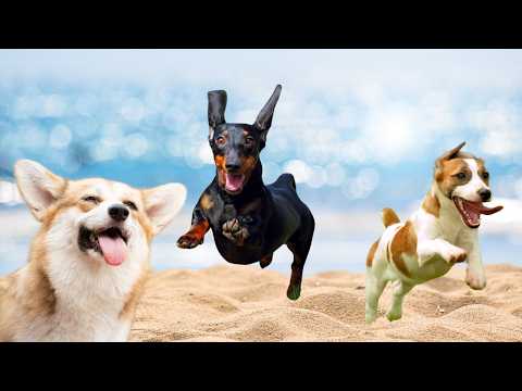 Cachorro Latindo - Dog Sound