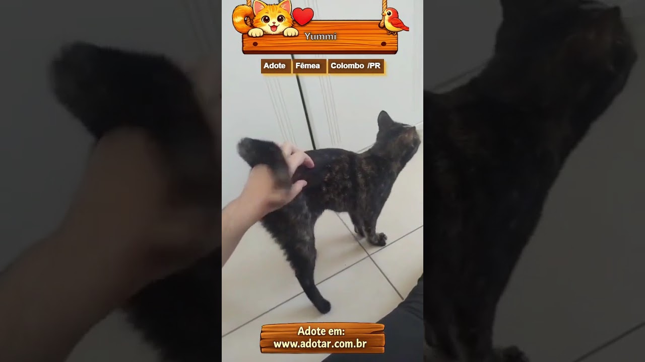 Gato raça SRD-ViraLata idade 7 a 11 meses nome Yummi