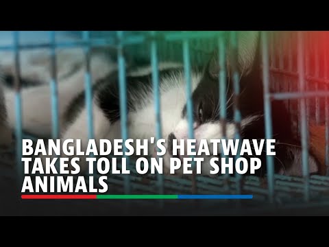 Bangladesh's heatwave takes toll on pet shop animals