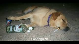 Mac Demarco — Treat Her Better