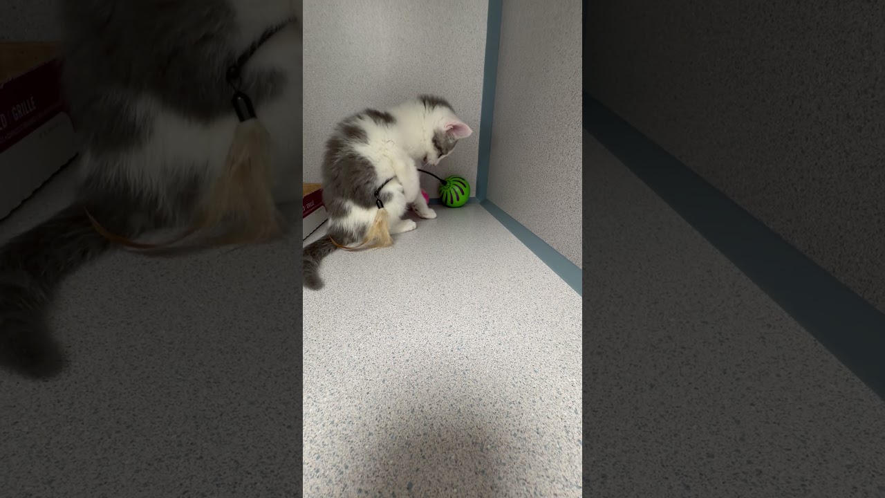 Enlarge Cookie, an adopted Domestic Short Hair in Stamford, CT video 4/4
