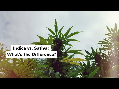 Indica vs. Sativa: What's the Difference? | Discover Marijuana