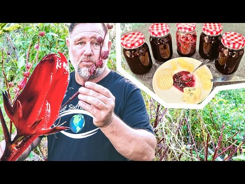 Turning Hibiscus into DELICIOUS Jam! | Rosella Jam Recipe